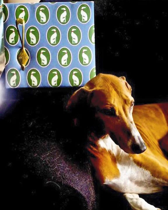 13645126_1227538897286978_1285448506895415803_n.jpg