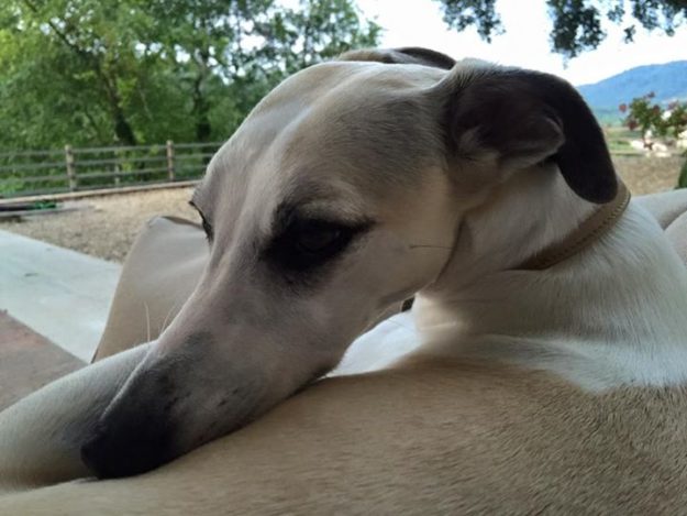 13782167_1239929486031202_4398383628738907871_n.jpg